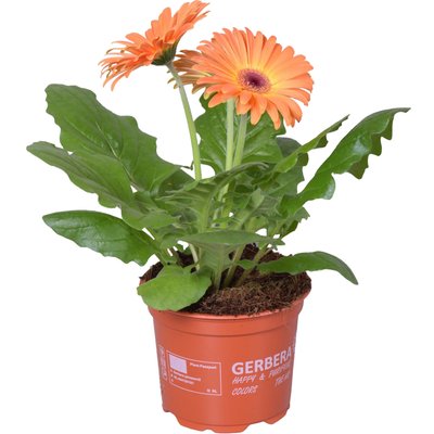 GERBERA MIX termékképe